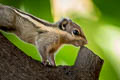 Southeast Asian Striped Squirrel Tamiopes barbei