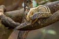 Southeast Asian Striped Squirrel Tamiopes barbei