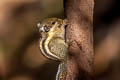 Southeast Asian Striped Squirrel Tamiopes barbei