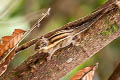 Southeast Asian Striped Squirrel Tamiopes barbei