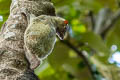 Sunda Colugo Galeopterus variegatus (Malayan Flying Lemur)