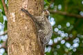 Sunda Colugo Galeopterus variegatus (Malayan Flying Lemur)