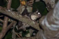 Temminck's Flying Squirrel Petinomys setosus