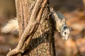 Variable Squirrel Callosciurus finlaysonii (Finlayson's Squirrel)