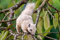 Variable Squirrel Callosciurus finlaysonii (Finlayson's Squirrel)