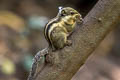 Western Striped Squirrel Tamiopes macclellandii (Burmese Striped Squirrel)