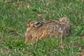 Chinese Hare Lepus sinensis