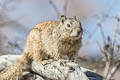 American Rock Squirrel Otospermophilus variegatus