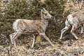 Bighorn Sheep Ovis canadensis