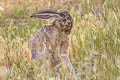 Black-tailed Jackrabbit Lepus californicus