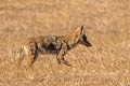Coyote Canis latrans (American Jackal)