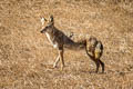 Coyote Canis latrans (American Jackal)
