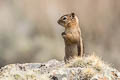 Golden-mantled Ground Squirrel Callospermophilus lateralis