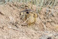 Gunnison's Prairie Dog Cynomys gunnisoni