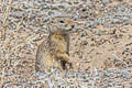 Gunnison's Prairie Dog Cynomys gunnisoni