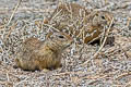 Gunnison's Prairie Dog Cynomys gunnisoni