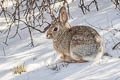 Mountain Cottontail Sylvilagus nuttallii