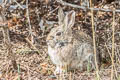 Mountain Cottontail Sylvilagus nuttallii