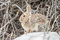 Mountain Cottontail Sylvilagus nuttallii