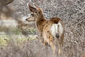 Mule Deer Odocoileus hemionus (Black-tailed Deer)