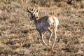 Pronghorn Antilocapra americana