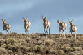 Pronghorn Antilocapra americana