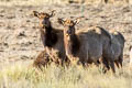 Wapiti Cervus canadensis