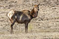 Wapiti Cervus canadensis