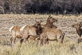 Wapiti Cervus canadensis