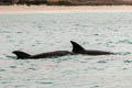 Indo-Pacific Bottlenose Dolphin Tursiops aduncus