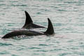 Indo-Pacific Bottlenose Dolphin Tursiops aduncus