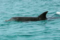 Indo-Pacific Bottlenose Dolphin Tursiops aduncus