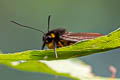 Arctiinae sp.