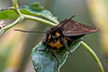 Arctiinae sp.