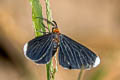 White-tipped Black Melanchroia chephise