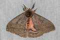 Automeris liberia