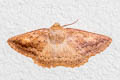 Ennominae sp.