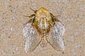Notodontidae sp.