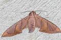 Darceta Sphinx Pachylia darceta