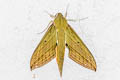 Xylophanes crotonis