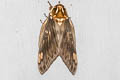 Citheronia bellavista