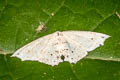 Geometridae sp.