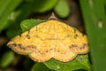 Variable Tropical Moth Hemeroplanis scopulepes