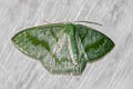 Maxates sp.