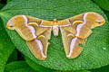 Ailanthus Silkmoth Samia cynthia pryeri