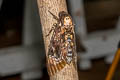 Greater Death's Head Hawkmoth Acherontia lachesis