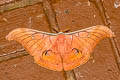 Antheraea borneensis