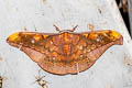 Oak Tasar Silk Moth