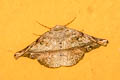 Ennominae sp.