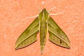 Xylophanes alexandrei